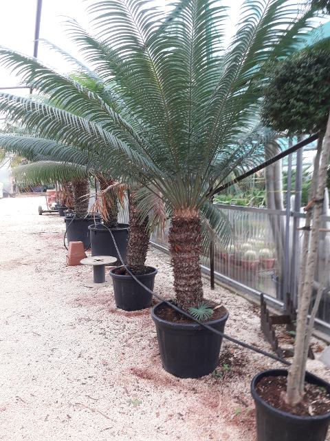 CYCAS CIRCINALIS IN VASO ORNAMENTALE VASO 50 - 60 L