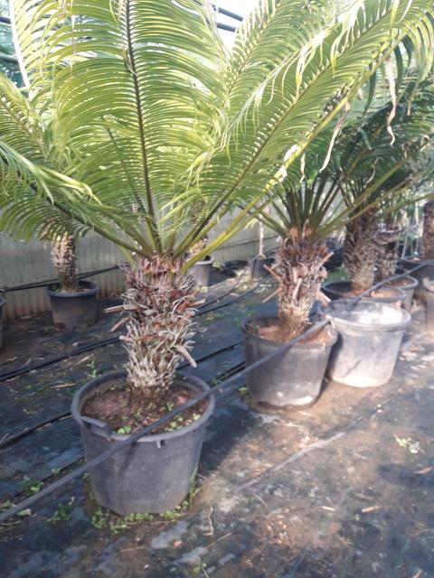 CYCAS CIRCINALIS IN VASO ORNAMENTALE VASO 50 - 60 L