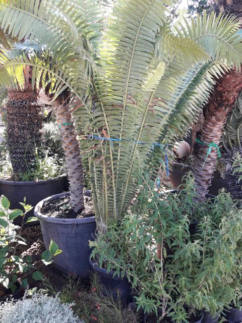 CYCAS DIOON EDULE IN VASO 35 ORNAMENTALE VASO 30