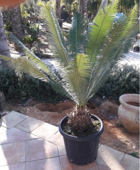 CYCAS DIOON EDULE IN VASO 35 ORNAMENTALE VASO 30