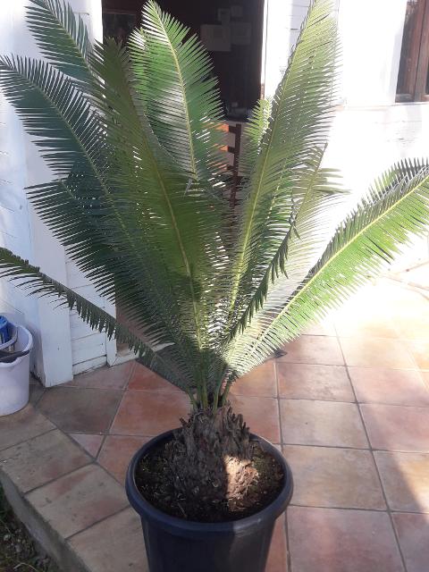 CYCAS DIOON EDULE IN VASO 35 ORNAMENTALE VASO 30