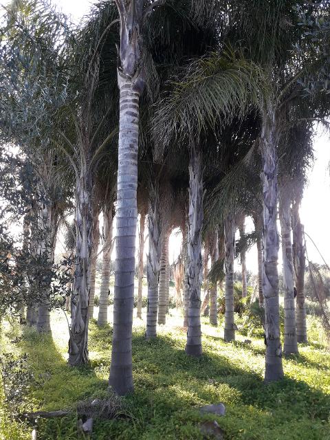 COCUS PLUMOSA DA ZOLLA ALT. 16 MT