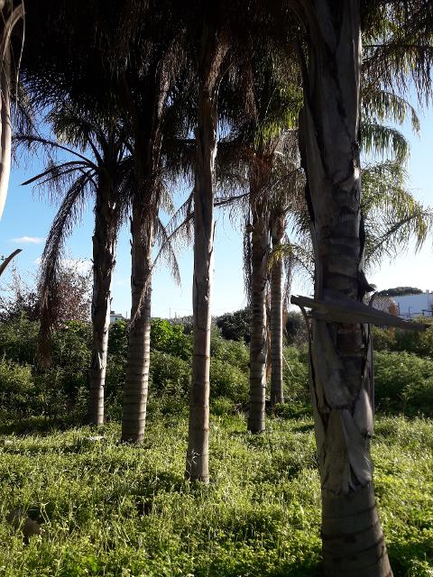 COCUS PLUMOSA DA ZOLLA ALT. 16 MT