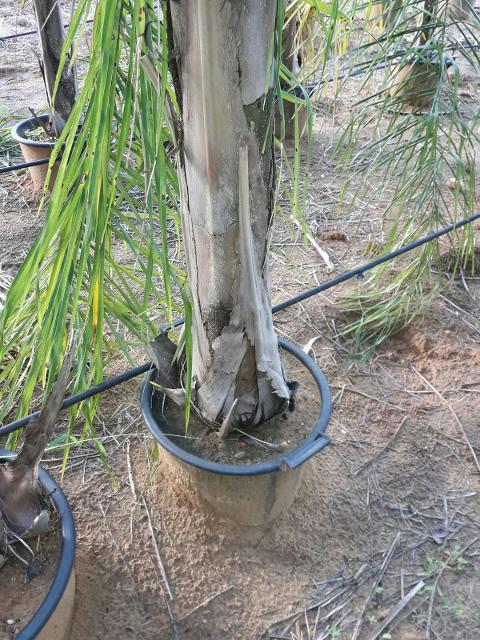 Cocus Plumosa vaso 20 ORNAMENTALE vaso 20\22