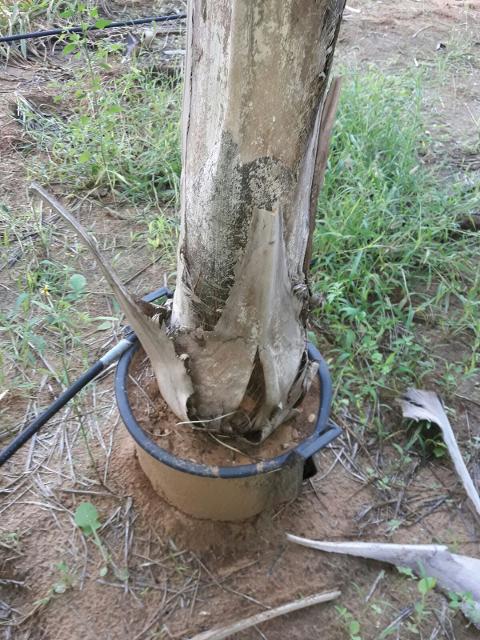 Cocus Plumosa vaso 20 ORNAMENTALE vaso 20\22