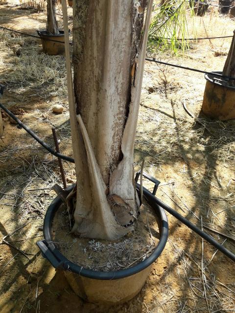 Cocus Plumosa ORNAMENTALE VASO 35