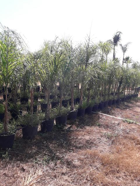 Cocus Plumosa vaso 20 ORNAMENTALE vaso 20\22