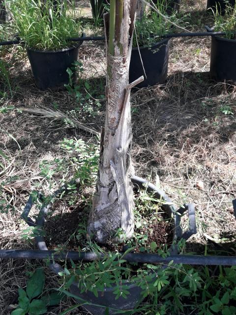 Cocus Plumosa vaso 20 ORNAMENTALE vaso 20\22