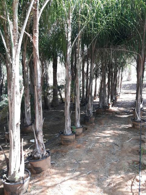 Cocus Plumosa vaso 20 ORNAMENTALE vaso 20\22