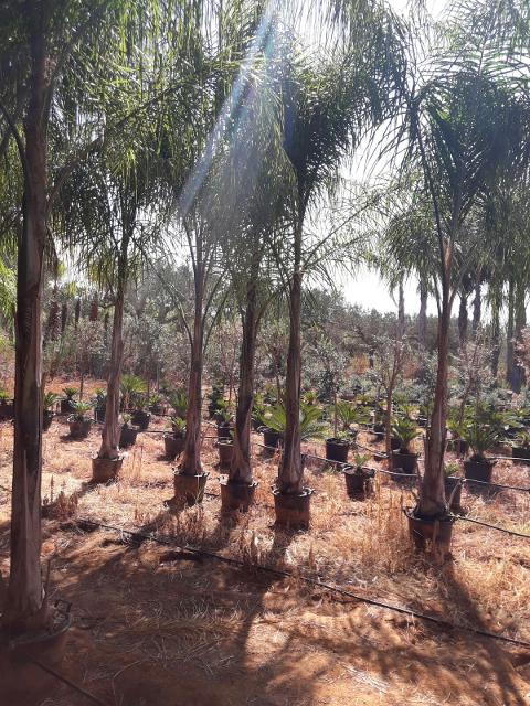 Cocus Plumosa vaso 20 ORNAMENTALE vaso 20\22