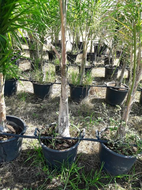 Cocus Plumosa vaso 20 ORNAMENTALE vaso 20\22