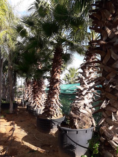 Washingtonia Robusta ORNAMENTALE IN ZOLLA- ALT-DA 5 - 6 MT-TRONCO + CHIOMA