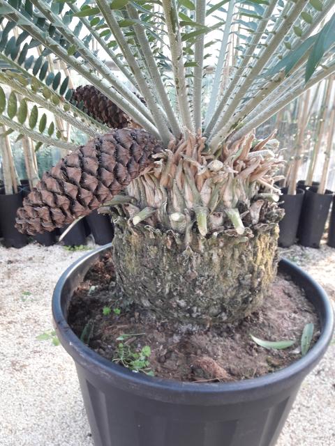 CYCAS ENCEPHALARTOS PTEROGONUS ORNAMENTALE VASO 200 L