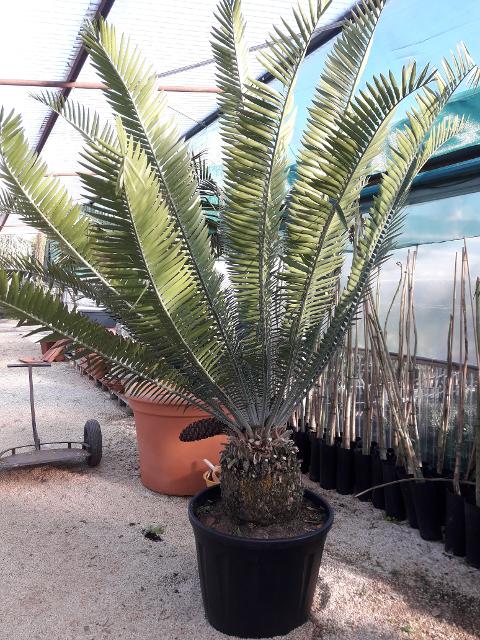 CYCAS ENCEPHALARTOS PTEROGONUS ORNAMENTALE VASO 200 L