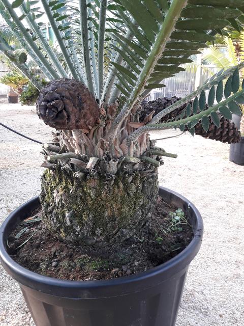 CYCAS ENCEPHALARTOS PTEROGONUS ORNAMENTALE VASO 200 L
