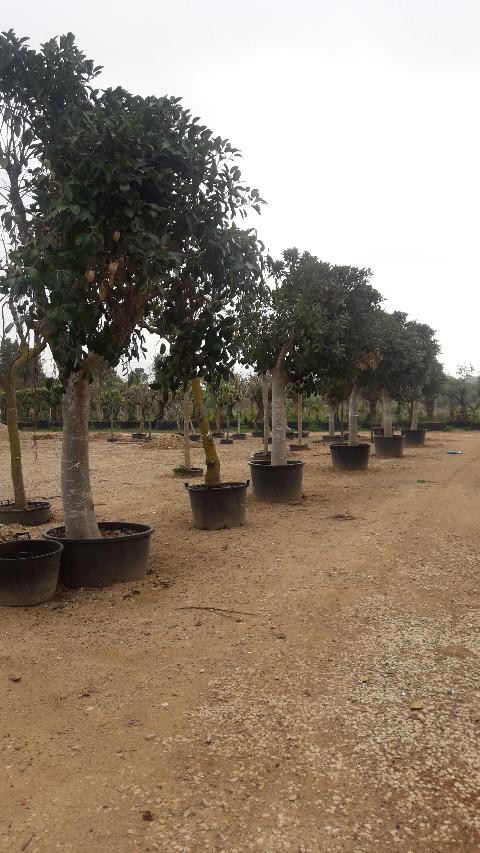 FICUS AUSTRALIS albero VASO 240 L