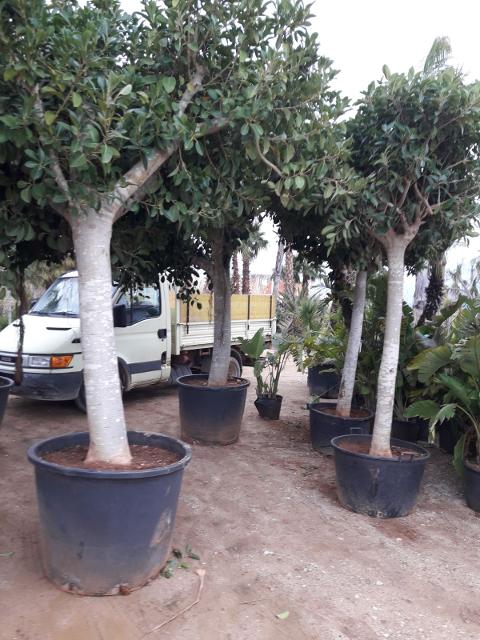 FICUS AUSTRALIS albero VASO 240 L