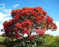 METROSIDEROS ALBERELLO ALB PALLA VASO 35 MONO PALLA