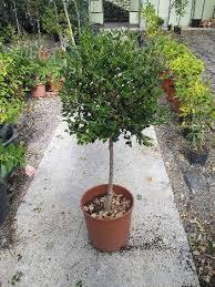 METROSIDEROS ALBERELLO albero VASO 35