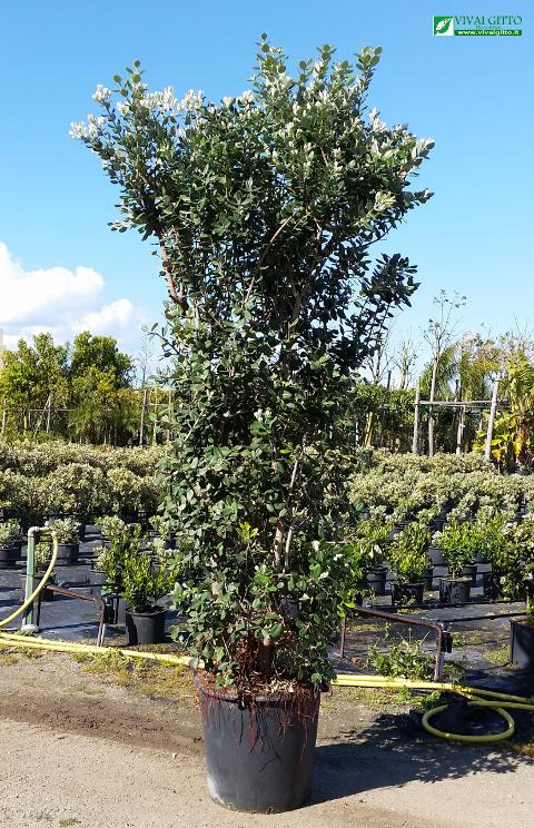 METROSIDEROS ALBERELLO ALB PALLA VASO 35 MONO PALLA