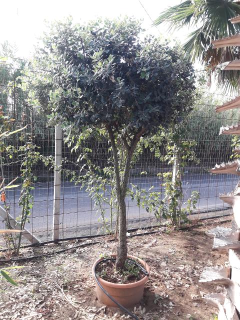 METROSIDEROS ALBERELLO albero VASO 35