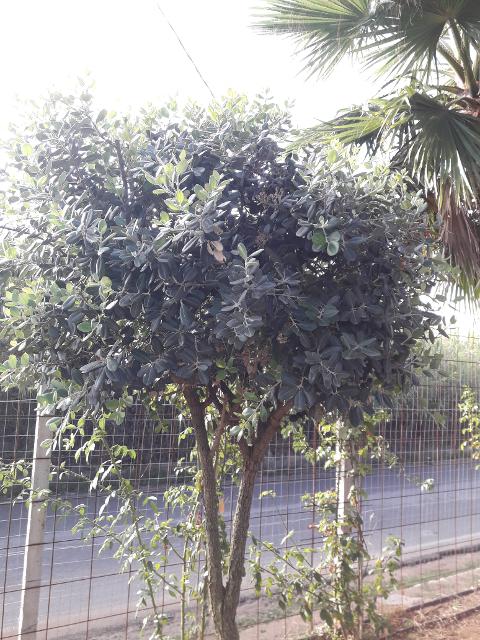 METROSIDEROS ALBERELLO albero VASO 35