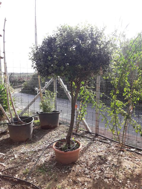 METROSIDEROS ALBERELLO ALB PALLA VASO 35 MONO PALLA