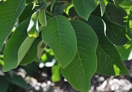 ANNONA CHERIMOLA albero VASO CONICO 16 - 18