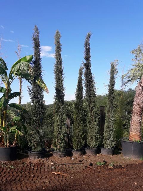 CIPRESSO TOSCANO sempervivero vaso 24