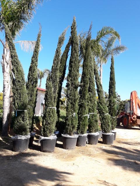 CIPRESSO TOSCANO sempervivero vaso 20