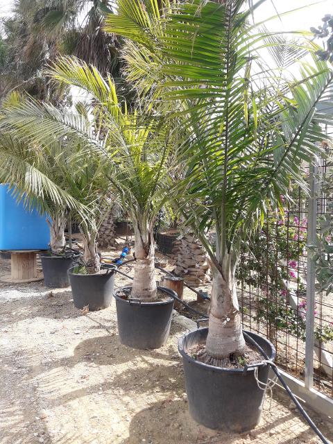 RAVANEA RIVULARIS ORNAMENTALE VASO 200 L