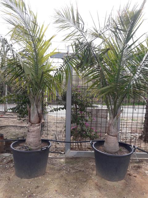 RAVANEA RIVULARIS ORNAMENTALE VASO 200 L