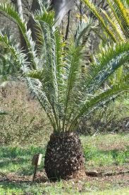 CYCAS ENCEPHALARTOS LEBOMBOENSIS ORNAMENTALE VASO 90 L