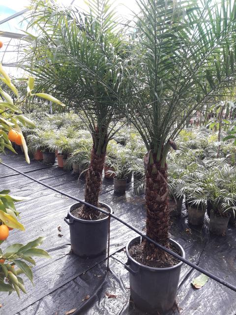 ROBELLINA IN VASO ORNAMENTALE VASO 30
