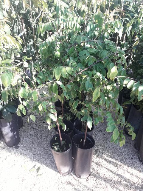 CARAMBOLA ALBERO TROPICALE vaso 24 - 26