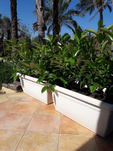 VASO GIUNONE TELCOM GIUNONE