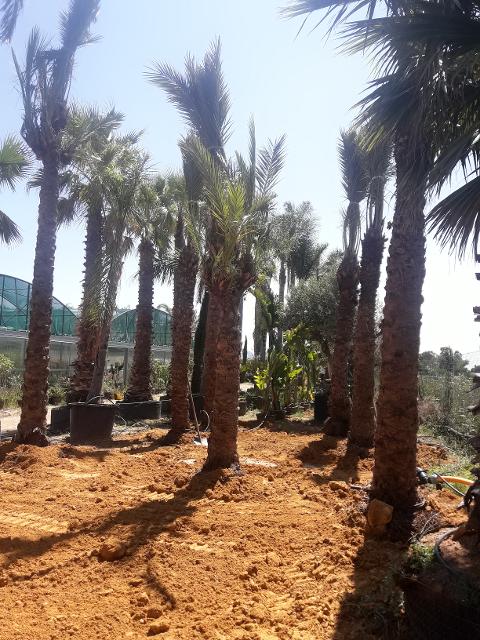 PALMA DATTILIFERA ORNAMENTALE da zolla 2mt tronco