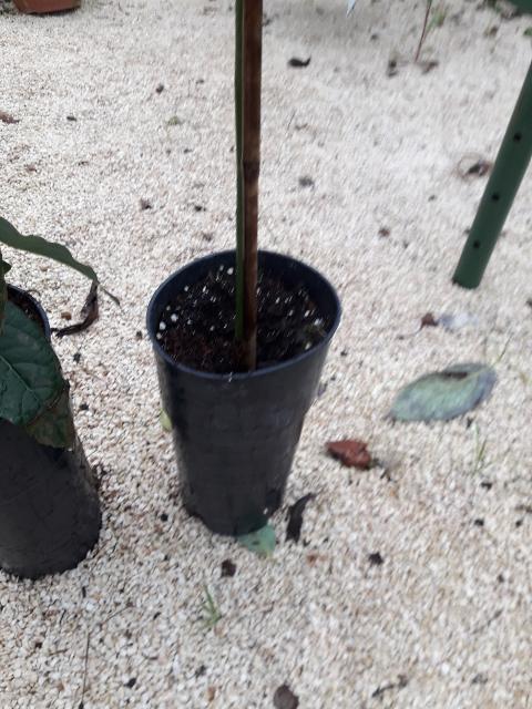 AVOCADO BACON albero impollinatore VASO CONICO 16 - 18