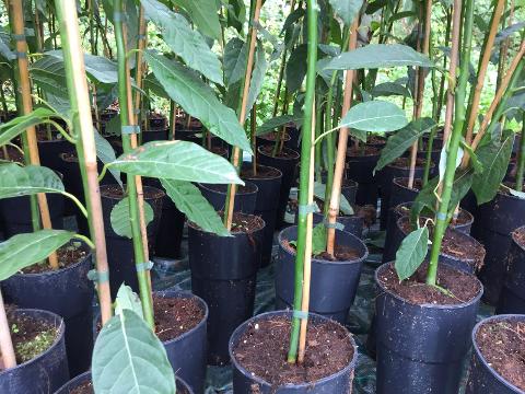 AVOCADO BACON albero impollinatore VASO CONICO 16 - 18