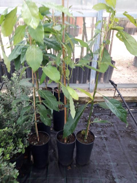 AVOCADO FUERTE albero impollinatore VASO CONICO 16 - 18