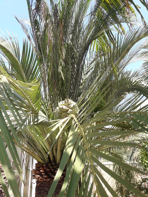MACROZAMIA moorei IN VASO 280 LT ORNAMENTALE VASO 280 L