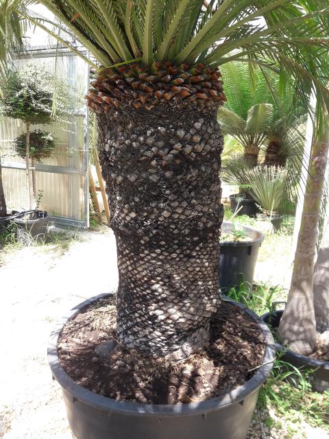 MACROZAMIA moorei IN VASO 280 LT ORNAMENTALE VASO 280 L
