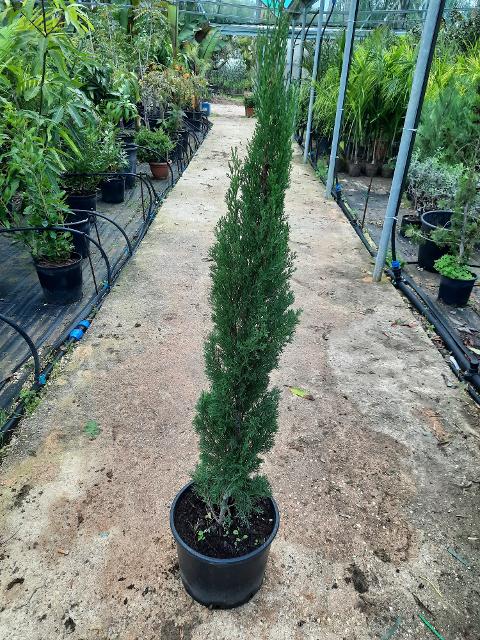 CIPRESSO TOSCANO sempervivero vaso 24