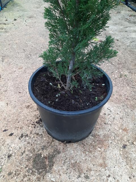 CIPRESSO TOSCANO sempervivero vaso 20