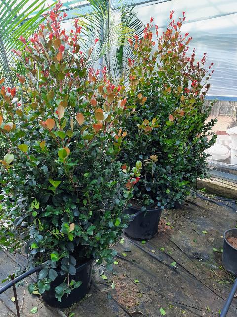 EUGENIA ETNA FIRE SIEPE VASO 35