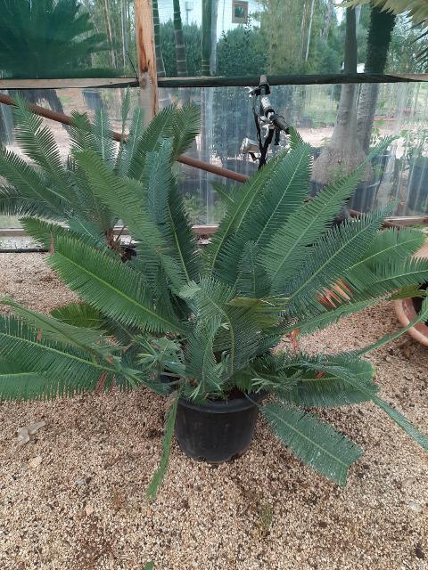 CYCAS DIOON EDULE IN VASO 35 ORNAMENTALE VASO 30