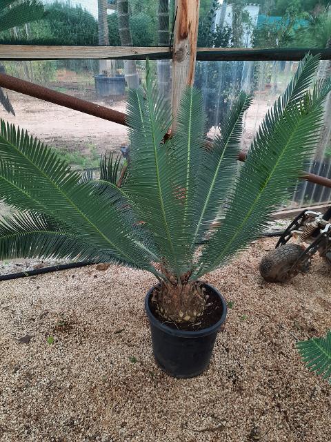 CYCAS DIOON EDULE IN VASO 35 ORNAMENTALE VASO 30