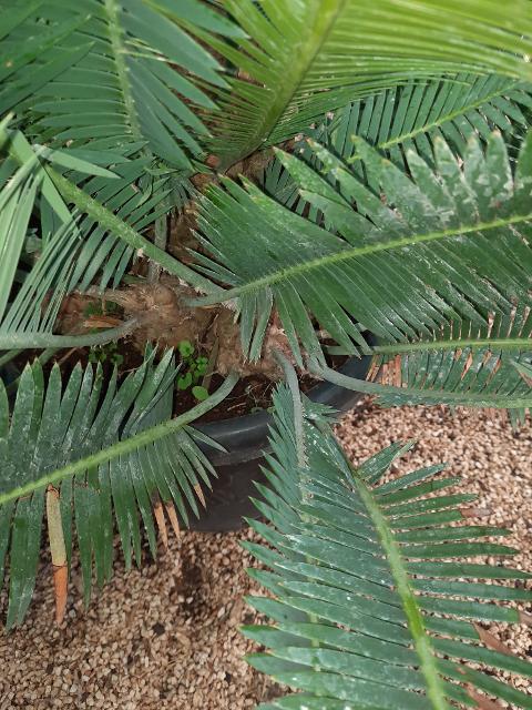 CYCAS DIOON EDULE IN VASO 35 ORNAMENTALE VASO 30