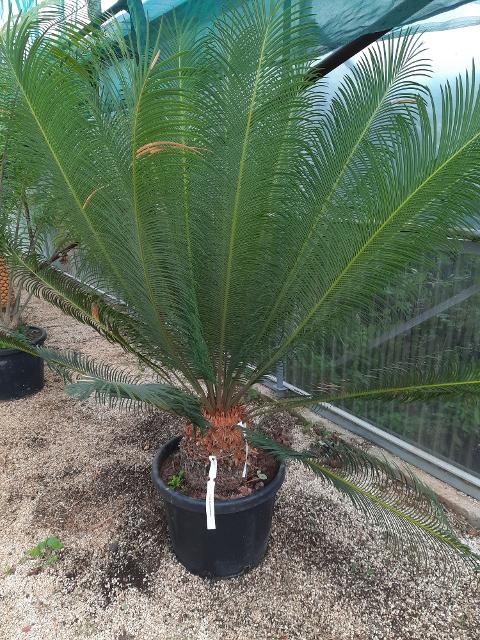 CYCAS PANZHIHUAENSIS ORNAMENTALE VASO 30 - 35