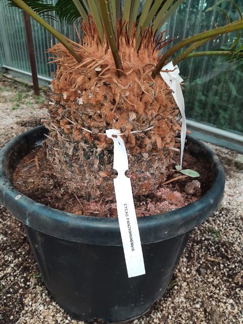 CYCAS PANZHIHUAENSIS ORNAMENTALE VASO 30 - 35